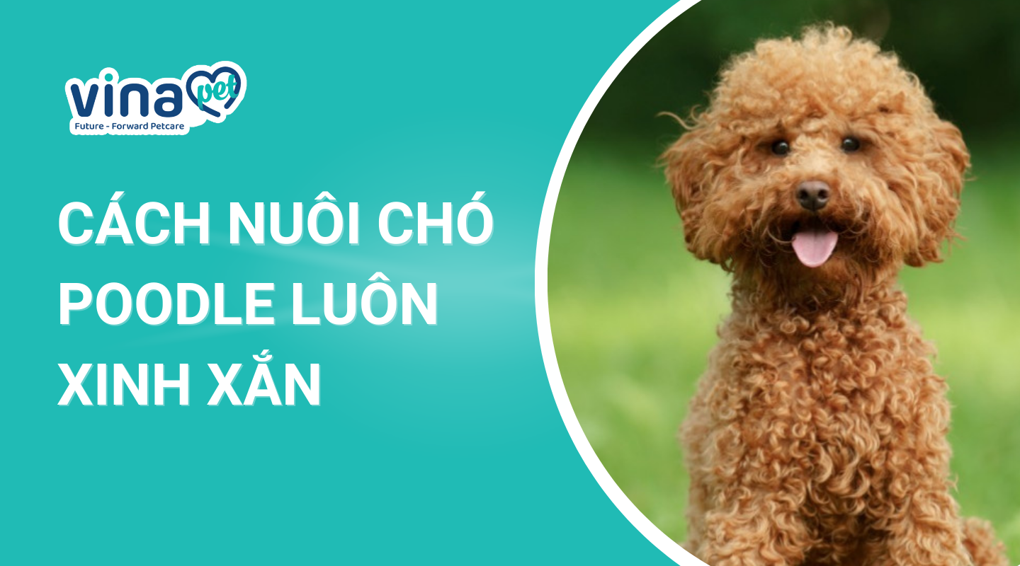 Cách Nuôi Chó Poodle luôn xinh xắn