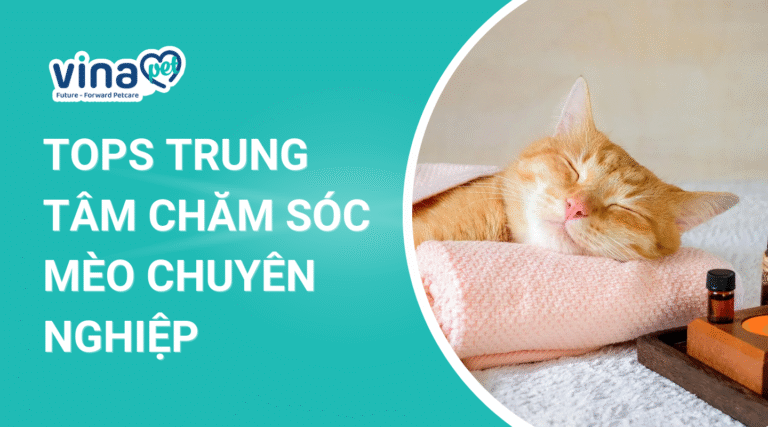 Trung tâm chăm sóc mèo