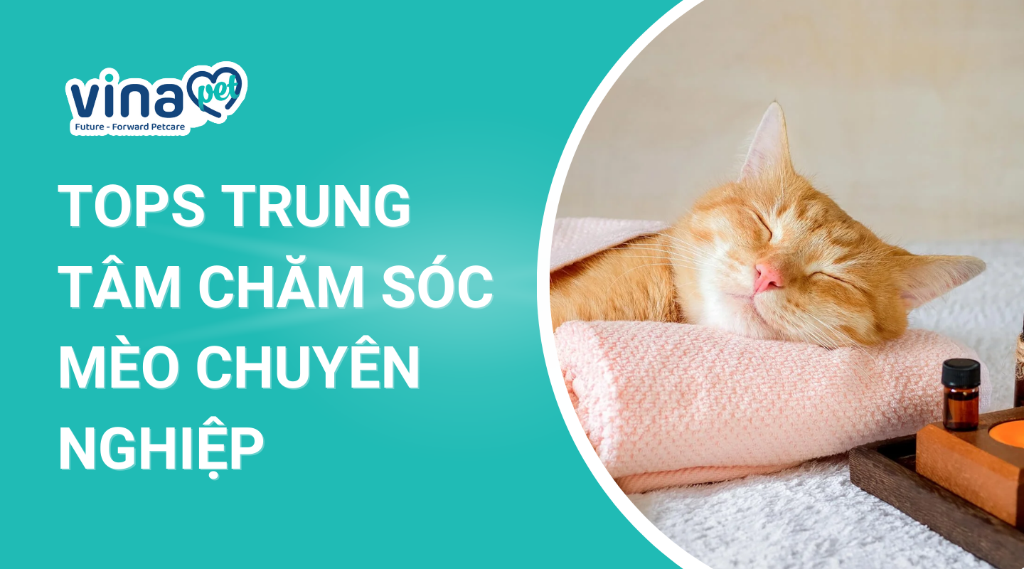 Trung tâm chăm sóc mèo