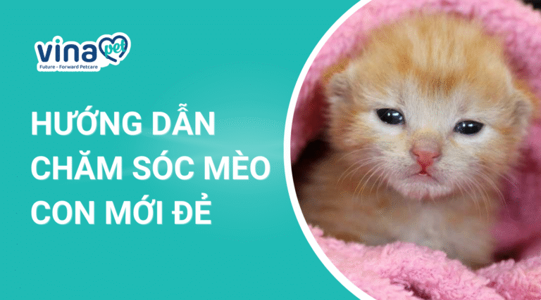 Mèo con mới đẻ