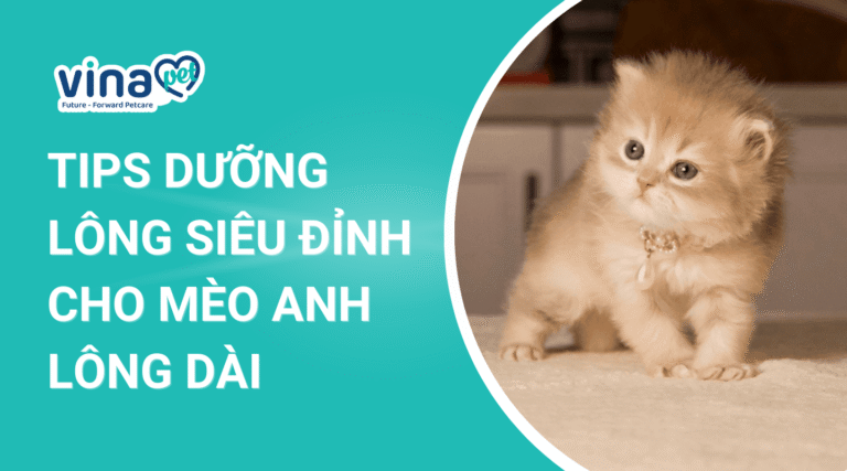 chăm sóc mèo anh lông dài