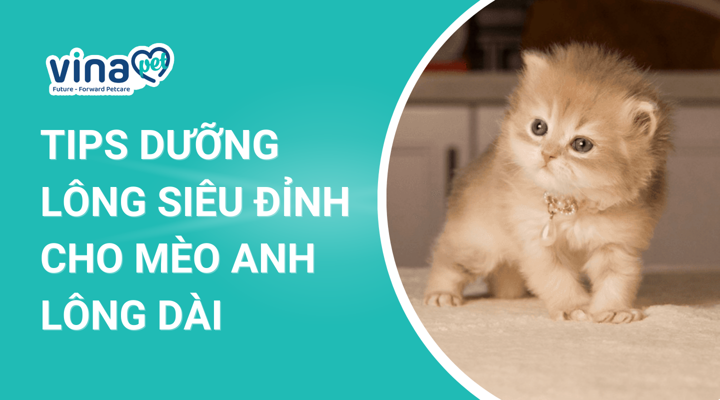 chăm sóc mèo anh lông dài