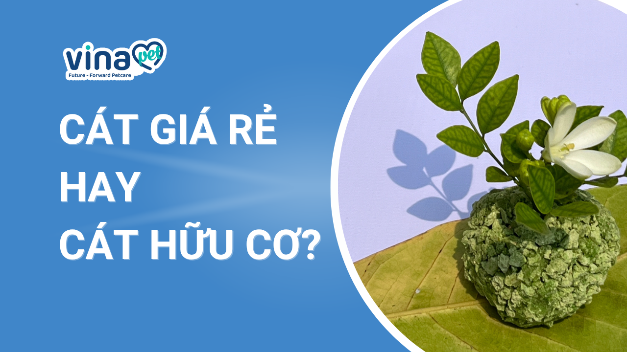 cát mèo giá rẻ hay cát hữu cơ