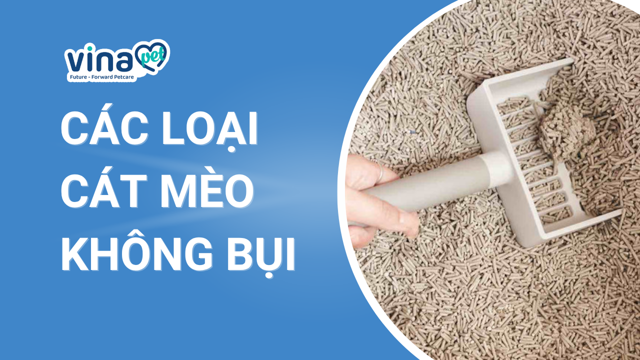 Các loại cát mèo không bụi