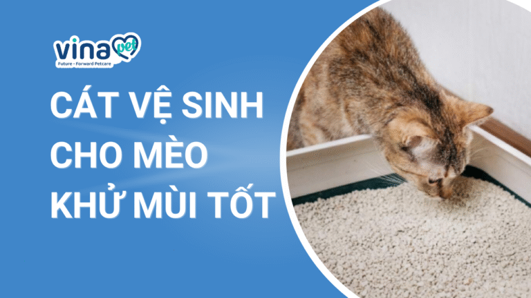 Các Loại Cát Vệ Sinh Cho Mèo Khử Mùi Tốt