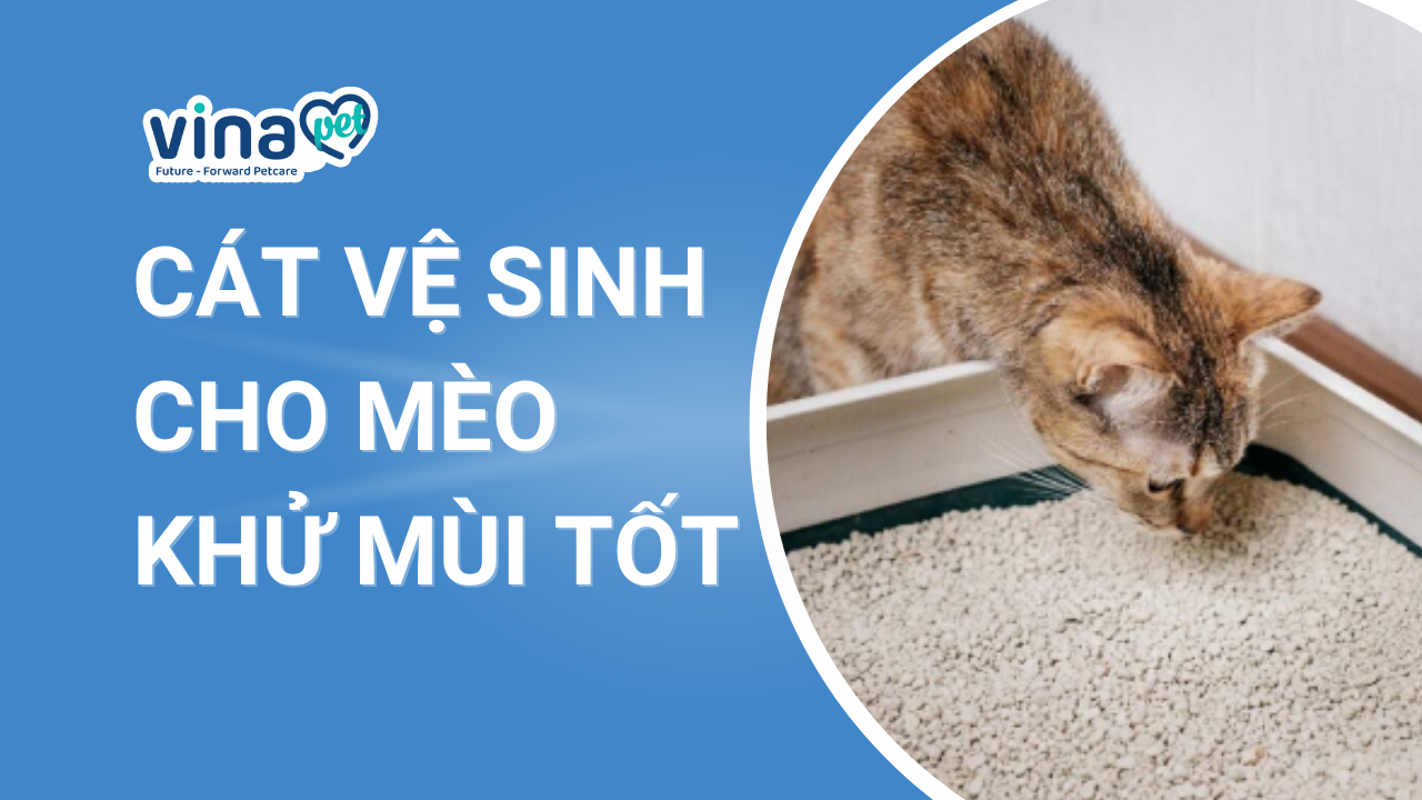 Cát mèo khử mùi tốt