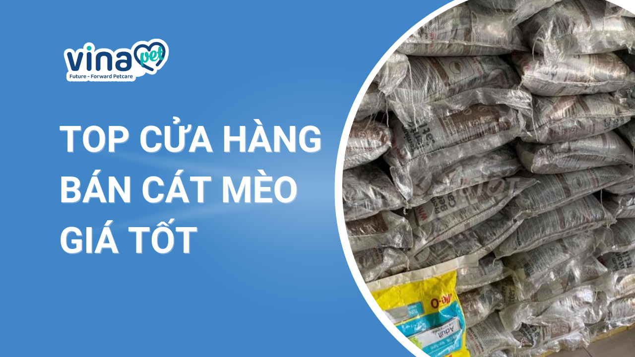 Top cửa hàng bán cát mèo giá tốt